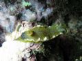 Hypselodoris picta